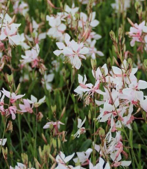 gaura short form